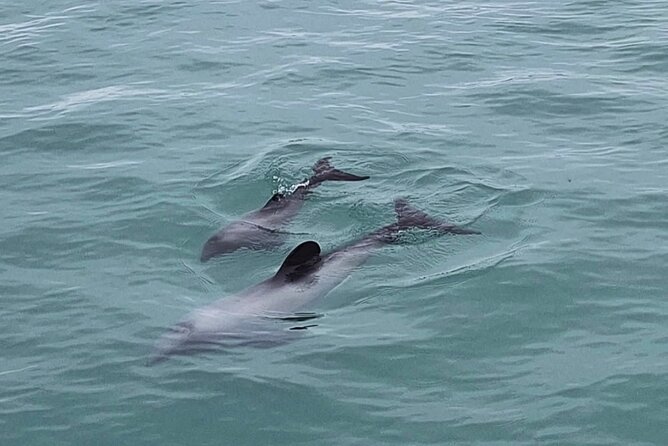 Akaroa Private Day Trip From Christchurch - Price, timing, and who gets the best value