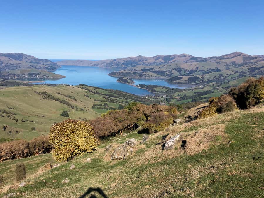 Akaroa: Scenic Coastline Wildlife Cruise - Key points at a glance