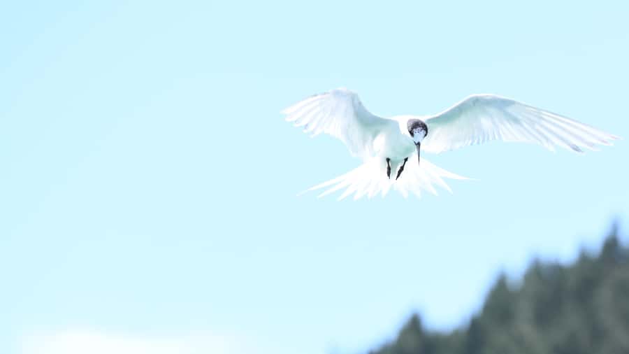 Akaroa: Scenic Coastline Wildlife Cruise - Who will enjoy this cruise most?