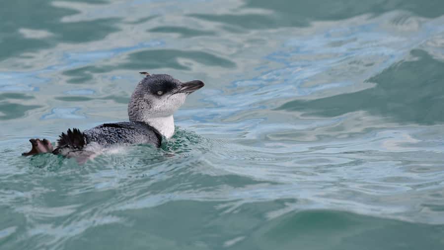 Akaroa: Scenic Coastline Wildlife Cruise - Why this small Akaroa cruise feels different