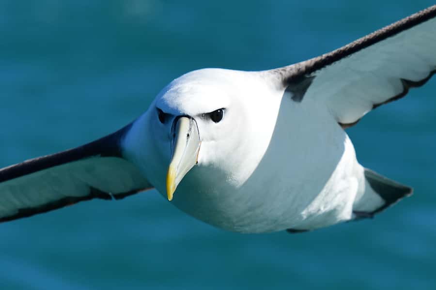 Akaroa: Scenic Coastline Wildlife Cruise - Tony’s Akaroa stories add context