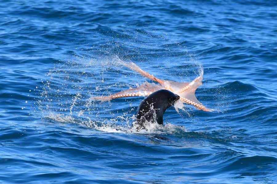 Akaroa: Scenic Coastline Wildlife Cruise - Along the volcanic coastline of Banks Peninsula
