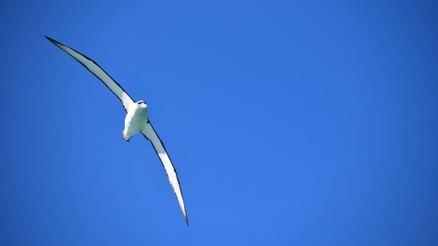 Akaroa: Scenic Coastline Wildlife Cruise - What the small group means for you