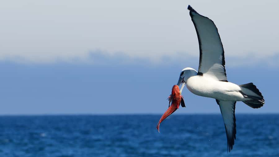 Akaroa: Scenic Coastline Wildlife Cruise - Leaving from Drummonds Jetty