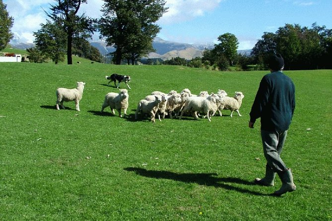 Akaroa Shore Excursion: Akaroa Harbour and Sheep Farm Local Tour - Key points to know before you book