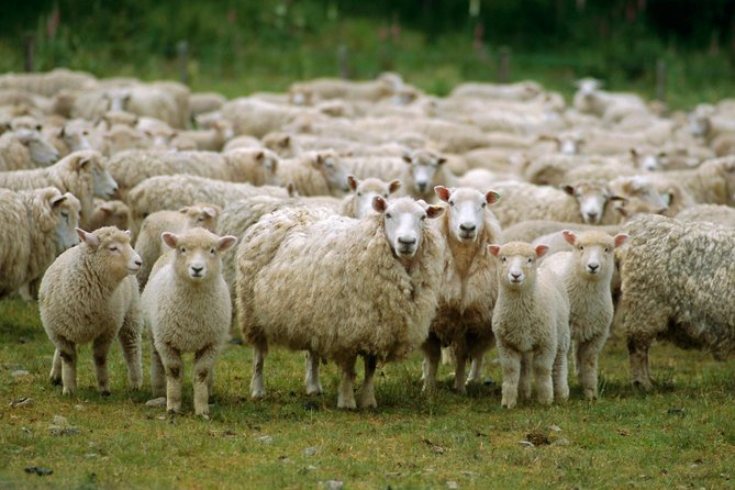 Akaroa Shore Excursion: Akaroa Harbour and Sheep Farm Local Tour - What the $71.37 price buys you