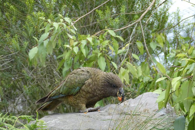 Akaroa Shore Excursion: Banks Peninsula, Christchurch City Tour and Willowbank Wildlife Reserve - Guides, vehicles, and the shore-excursion risk