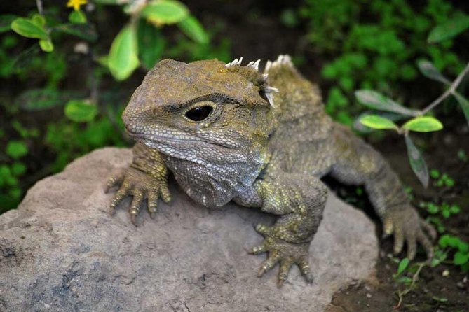 Akaroa Shore Excursion: Banks Peninsula, Christchurch City Tour and Willowbank Wildlife Reserve - Is $123.49 a fair price?