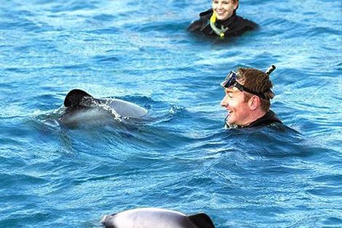 Akaroa Swim with Dolphins Tour from Christchurch - Why Akaroa is a special place to meet dolphins