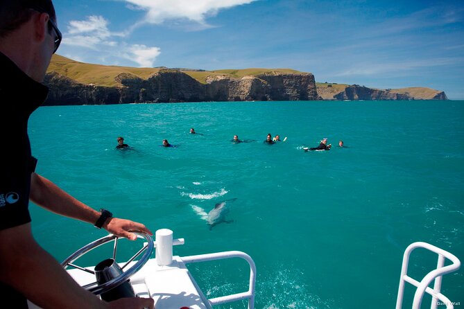 Akaroa Swim with Dolphins Tour from Christchurch - What the swim is really like