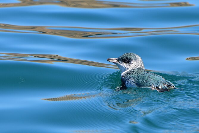 Akaroa Wildlife Cruise - Why Akaroa is best seen from the water