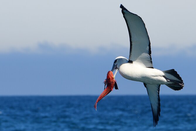 Akaroa Wildlife Cruise - The coast is part of the attraction