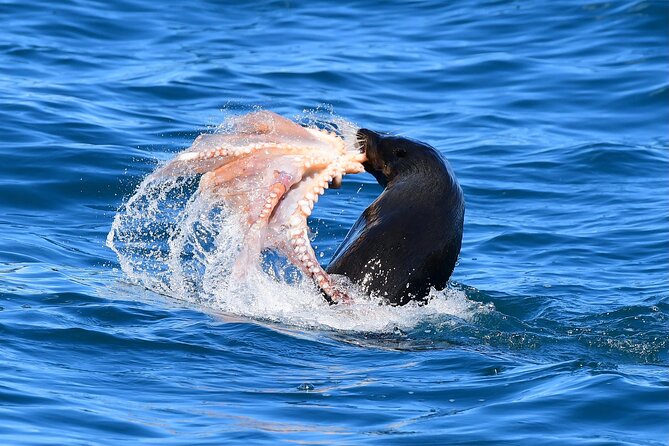 Akaroa Wildlife Cruise - What the price includes in practical terms