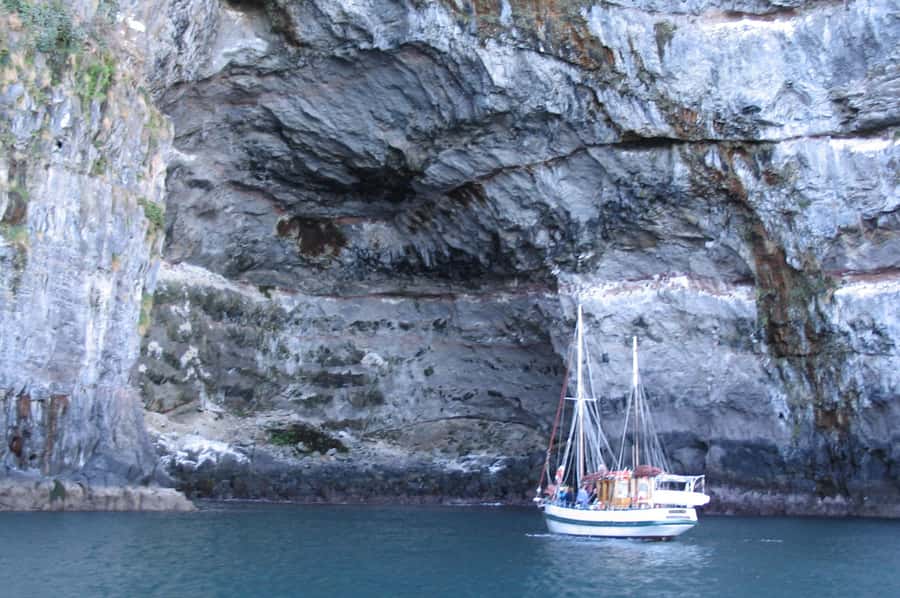 Akaroa: Wildlife Cruise with Dolphins and Penguins - Key points to know before sailing