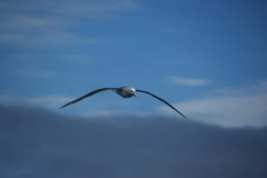 Akaroa: Wildlife Cruise with Dolphins and Penguins - Sailing Akaroa’s volcanic harbour on the Fox II
