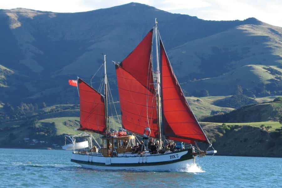 Akaroa: Wildlife Cruise with Dolphins and Penguins - Penguins, seals, albatrosses, and coastal birds