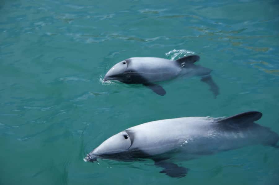Akaroa: Wildlife Cruise with Dolphins and Penguins - Meeting the rare Hector’s dolphins