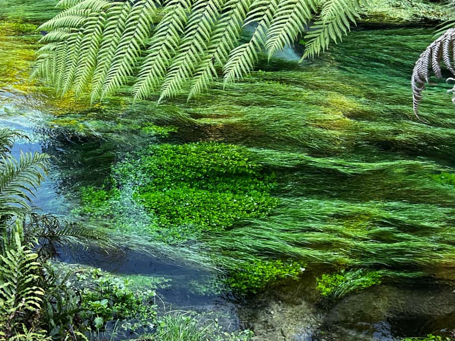 AKL: Te Puia Maori Haka, Kiwi Birds, Redwood & Blue Springs - Te Puia puts geothermal power and Māori culture together
