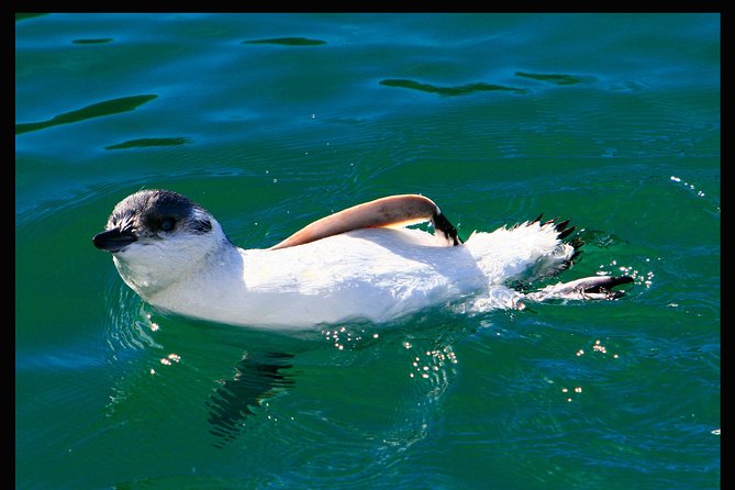 Albatross, seals, and sea birds-Wildlife Cruise - Why this Port Chalmers cruise works so well