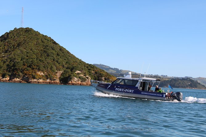 Albatross, seals, and sea birds-Wildlife Cruise - Seals, sea lions, penguins, and seabirds