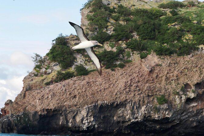 Albatross, seals, and sea birds-Wildlife Cruise - Rachel McGregor’s guiding and boat handling
