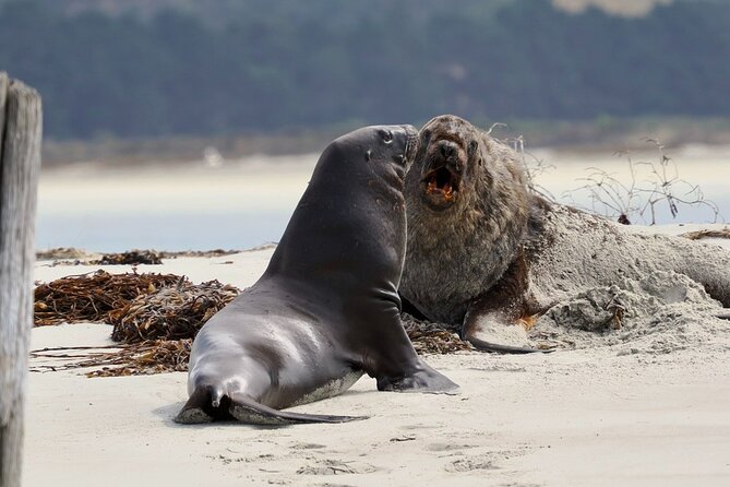Albatross, seals, and sea birds-Wildlife Cruise - Weather, comfort, and what to wear