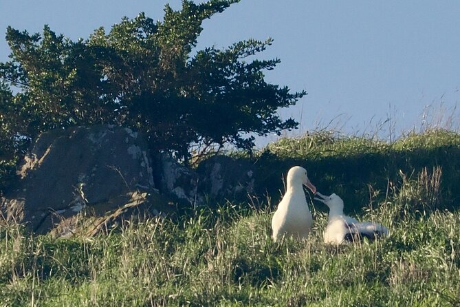 Albatross, seals, and sea birds-Wildlife Cruise - Is the $105.50 price good value?