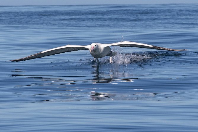 Albatross, seals, and sea birds-Wildlife Cruise - Leaving Port Chalmers and entering Otago Harbour