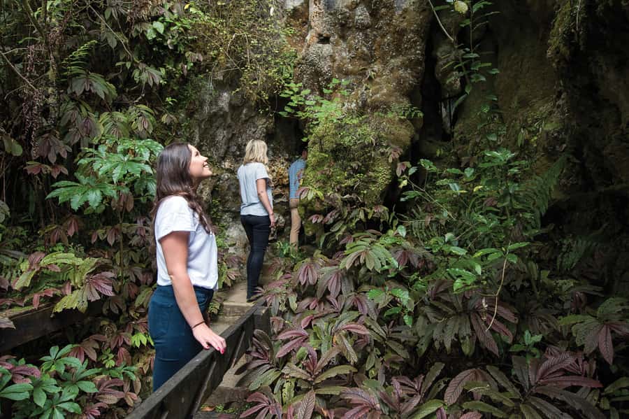 Aranui Cave 1-Hour Guided Tour - High chambers, stalactites, and delicate color