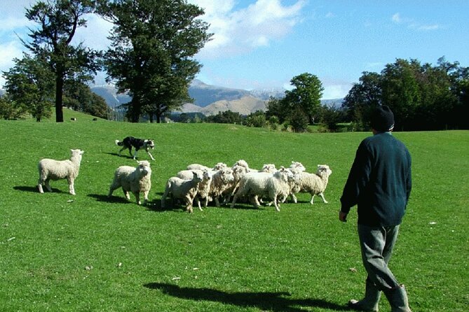Arthur's Pass and TranzAlpine Train Day Tour from Christchurch - Toby Hill Farm and the best human touch
