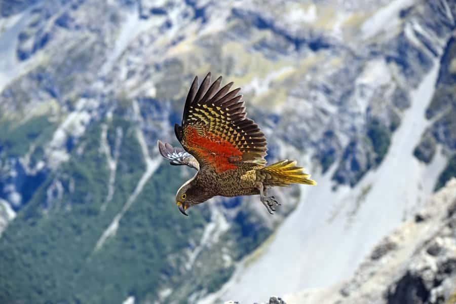 Arthur's Pass: TranzAlpine Train and Castle Hill Day Tour - Kea, Otira, and the character of the alpine road