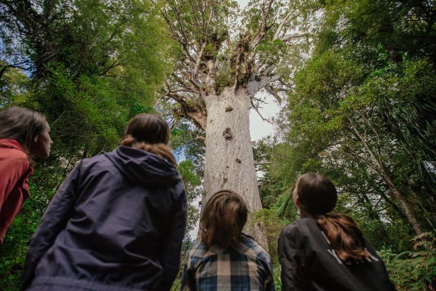 Auckland: 2-Day Bay of Islands Small Group Tour with Cruise - Waitangi Treaty Grounds and New Zealand’s founding story