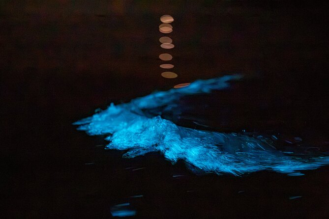 Auckland Bioluminescence Kayak Tour - Booking details worth knowing