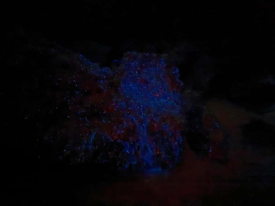 Auckland: Bioluminescence Kayak Tour with Guide - Key points to know before booking