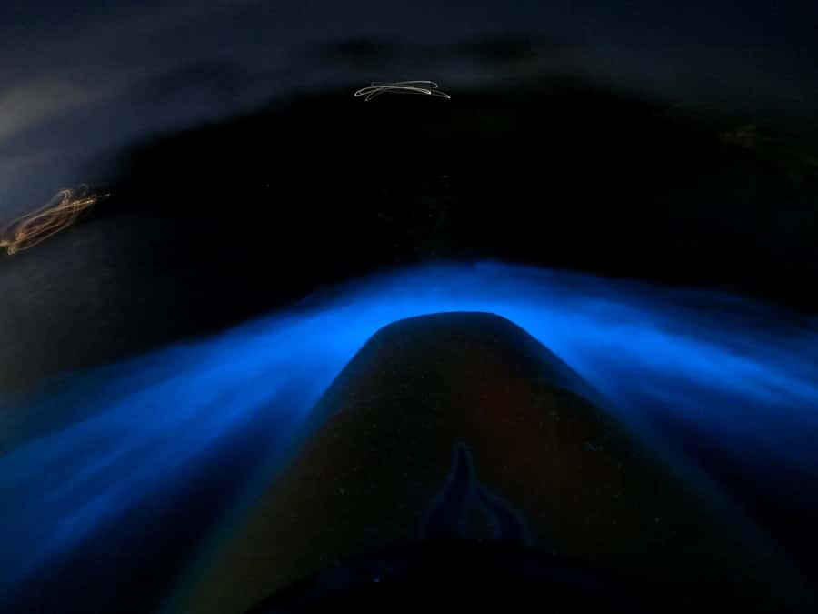 Auckland: Bioluminescence Kayak Tour with Guide - Who should book this Auckland night paddle?
