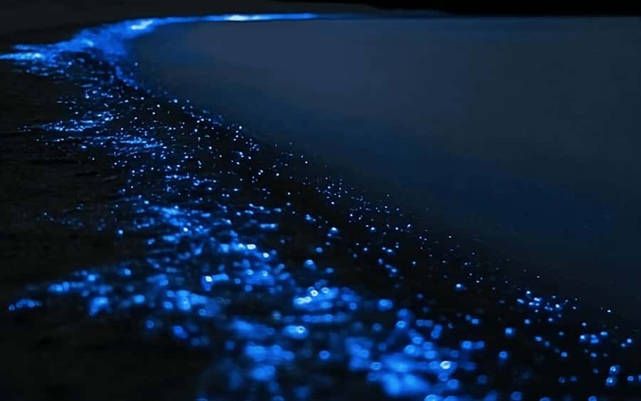 Auckland: Bioluminescence Kayak Tour with Guide - Getting to the launch point in North Auckland