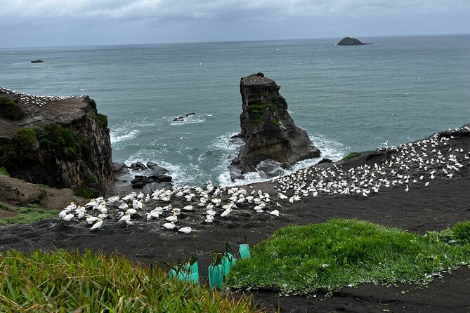 Auckland City and West Coast Black Sand Beach Full Day Tour - From Auckland’s volcanoes to the wild west coast