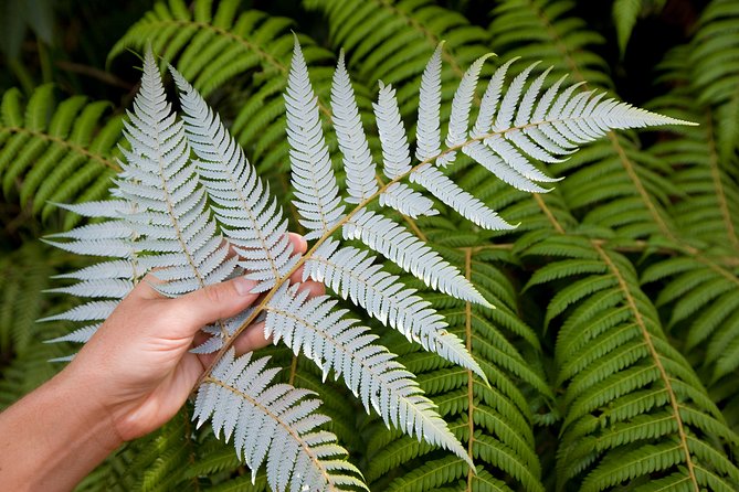 Auckland City and West Coast Full Day Tour - Why this Auckland day trip works