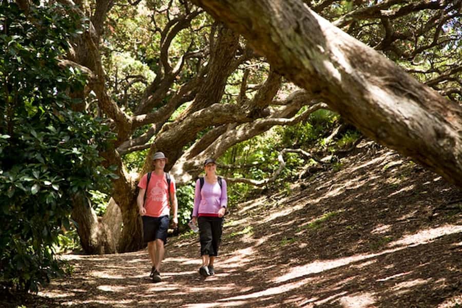 Auckland City and West Coast Luxury Tour - Tamaki Drive and Mission Bay