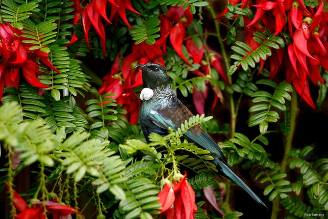 Auckland City Highlights, Afternoon Piha Beach & Rainforest Tour - Arataki Visitor Centre and the Māori gateway