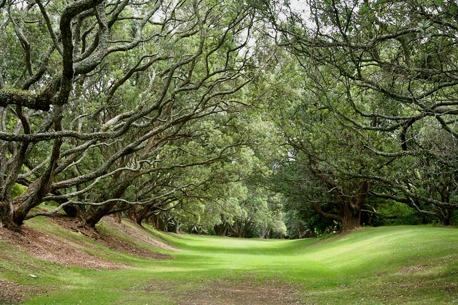 Auckland City & Native Forest Experience - Fully Guided Day Tour - Parnell Rose Garden and Auckland Museum