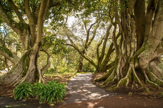 Auckland City Self Guided Walking Tour with an APP - What the $9.99 price really gives you