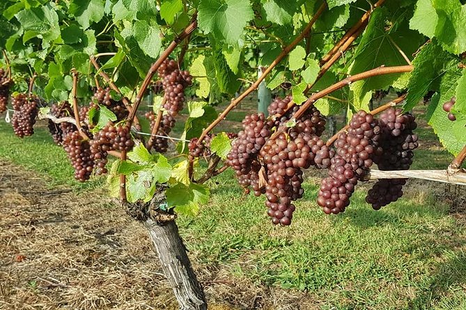 Auckland City Tour & Kumeu Wine Country Includes Wine Tastings & Lunch - Soljans Estate: lunch and the first tasting