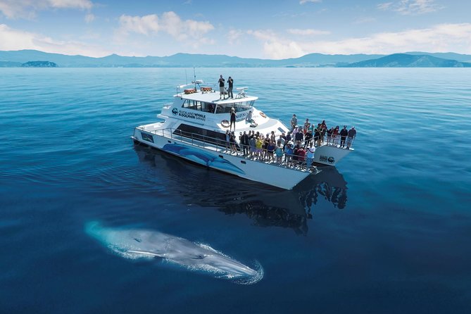 Auckland Dolphin and Whale Watching Eco-Safari Cruise - Searching the Hauraki Gulf Marine Park