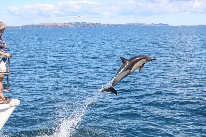 Auckland Dolphin and Whale Watching Eco-Safari Cruise - Comfort, Crowds, and What to Bring
