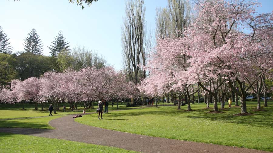 Auckland: Full-Day City Tour - One Tree Hill and Cornwall Park