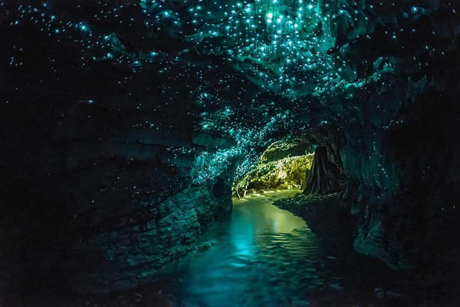Auckland: Hobbiton & Waitomo Glow Worm Caves Private Tour - Who should book this experience?