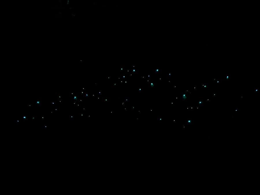 Auckland: Inner-City Glowworm Experience in Ancient Volcano - Why this Auckland glowworm walk is different