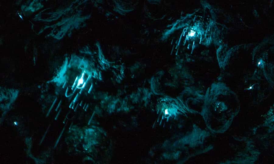 Auckland: Inner-City Glowworm Experience in Ancient Volcano - Through Pukekawa after sunset
