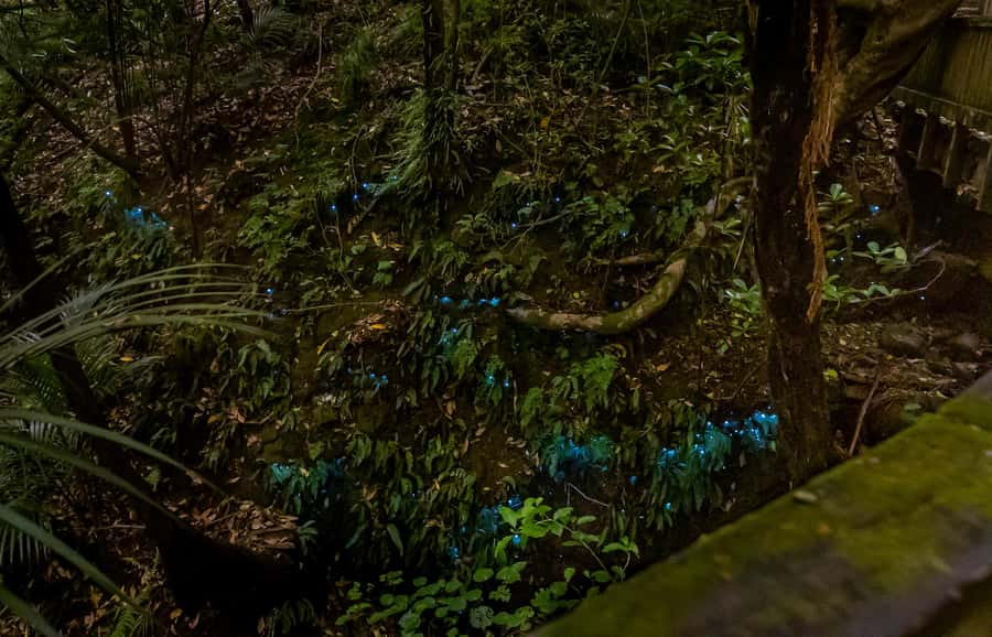 Auckland: Inner-City Glowworm Experience in Ancient Volcano - Practical advice for a better evening